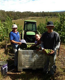 Toppers Mountain Wines - Accommodation Tasmania 2