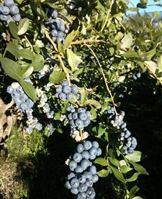 Gunnadoo Berries - Accommodation Tasmania 2