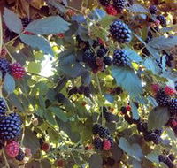 Gunnadoo Berries - Accommodation Tasmania