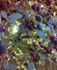 Gunnadoo Berries - Accommodation Tasmania 0