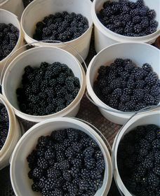 Gunnadoo Berries - Accommodation Tasmania 3