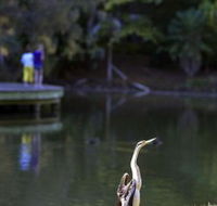 Birdwatching in the South Burnett - Accommodation Tasmania