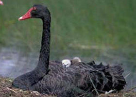 French Island Marine National Park - Accommodation Tasmania 0