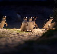 Phillip Island Nature Parks - Accommodation Tasmania