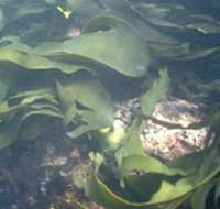 Churchill Island Marine National Park - Accommodation Tasmania