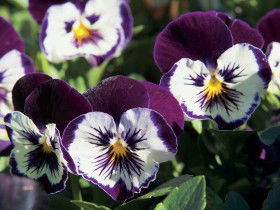 Newtown Park State Rose Garden - Accommodation Tasmania 0
