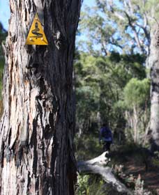 Mount Dale Walk Trail - Accommodation Tasmania 1