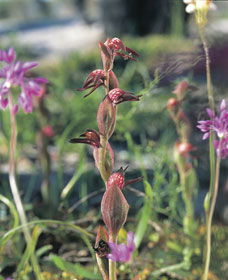 Carnamah-Eneabba Wildflower Drive - Accommodation Tasmania 0