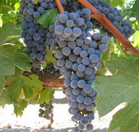 Joshuas Fault Wine - Accommodation Tasmania