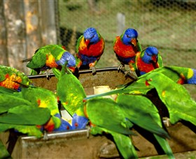 Canberra Walk In Aviary - Accommodation Tasmania 1