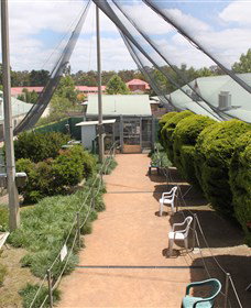 Canberra Walk In Aviary - Accommodation Tasmania 3