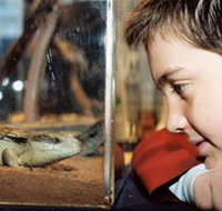 Canberra Reptile Zoo - Accommodation Tasmania