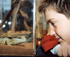 Canberra Reptile Zoo - Accommodation Tasmania 0