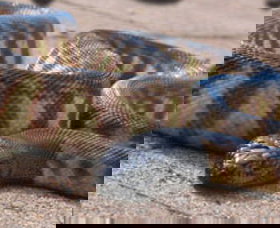 Canberra Reptile Zoo - Accommodation Tasmania 1