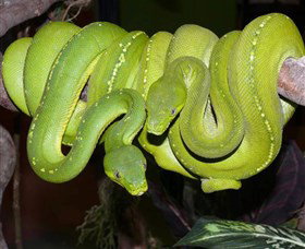 Canberra Reptile Zoo - Accommodation Tasmania 2