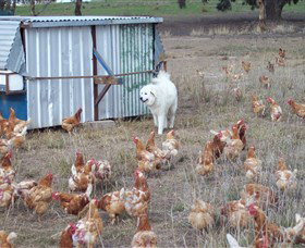 Northside Farmers Market - Accommodation Tasmania 1