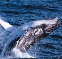 Sydney Eco Whale Watching - Accommodation Tasmania