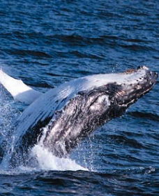 Sydney Eco Whale Watching - Accommodation Tasmania 0