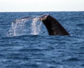 Sydney Eco Whale Watching - Accommodation Tasmania 1