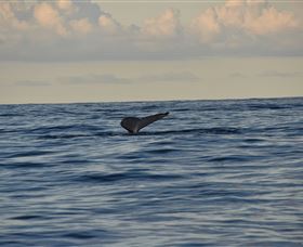 Sydney Eco Whale Watching - Accommodation Tasmania 2