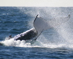 Sydney Eco Whale Watching - Accommodation Tasmania 3