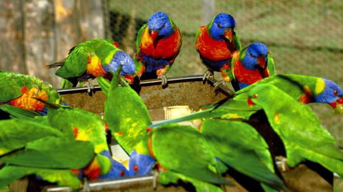 Canberra Walk In Aviary - Accommodation Tasmania 4