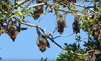 Blackbutt Reserve - Accommodation Tasmania 1