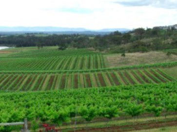 Hunter Vineyard Tours - Accommodation Tasmania 2