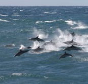 Tamboi Queen Cruises - Accommodation Tasmania