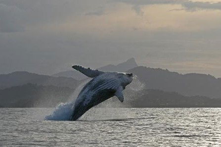 Byron Bay Whale Watching - Accommodation Tasmania 1
