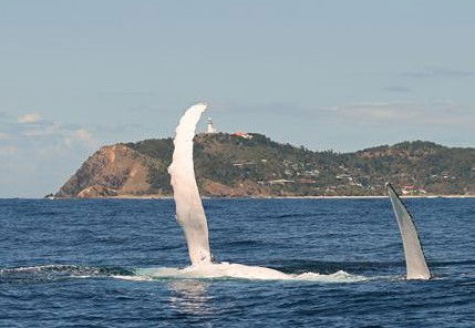 Byron Bay Whale Watching - Accommodation Tasmania 3