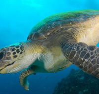 Byron Bay Dive Centre - Accommodation Tasmania