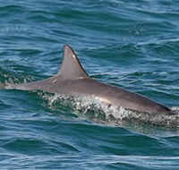 Byron Bay Dolphin Wildlife Tours - Accommodation Tasmania