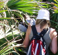 Palm Jungle loop track - Accommodation Tasmania