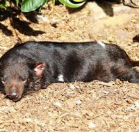 Symbio Wildlife Park - Accommodation Tasmania