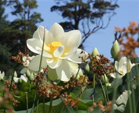 Mt Penang Gardens - Accommodation Tasmania 2