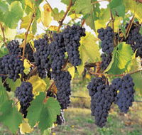 Hills Short Wine and Food Trail - Accommodation Tasmania