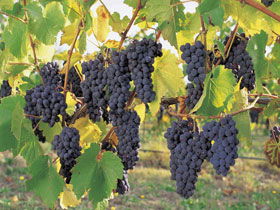 Hills Short Wine And Food Trail - Accommodation Tasmania 0