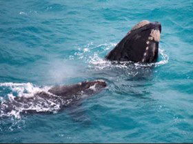 Tourist Drive Route 50 - Accommodation Tasmania 1