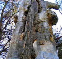 Junction Island Nature Reserve Canoe Tree and Walking Track - Accommodation Tasmania