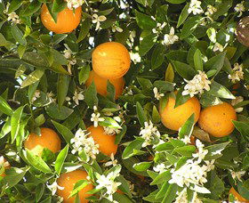 Orange World - Accommodation Tasmania 2