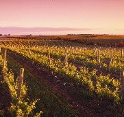 Ralph Fowler Wines - Accommodation Tasmania