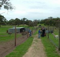 Avenue Emus - Accommodation Tasmania