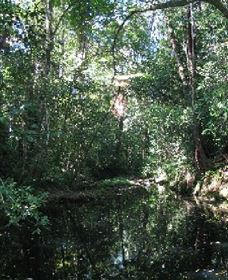 Wabunga Wayemba (Charmillan Creek Walking Track) - Accommodation Tasmania 0