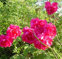 Bishop's Lodge Historic House and Heritage Rose Garden - Accommodation Tasmania