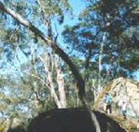 Dergholm State Park - Accommodation Tasmania