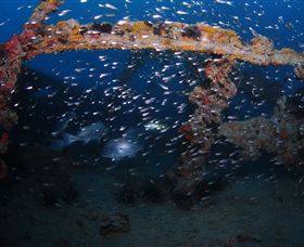 Lady Bowen Dive Site - Accommodation Tasmania 1