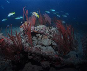 Lady Bowen Dive Site - Accommodation Tasmania 3