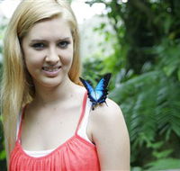 Australian Butterfly Sanctuary - Accommodation Tasmania