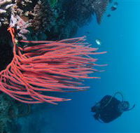 Eddy Reef Dive Site - Accommodation Tasmania
